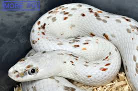 Black And White Corn Snake For Sale Palmetto 2014 In 2020 Corn Snake Corn Snakes For Sale Snakes For Sale