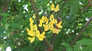 Image result for Laburnum