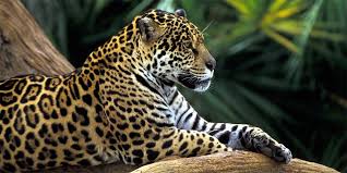 American jaguar in the nature habitat. Jaguar A Strong Wild Cat Dinoanimals Com