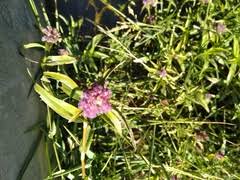 Image result for Floscopa glomerata