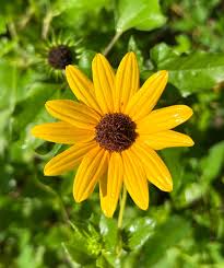 Image result for Helianthus debilis