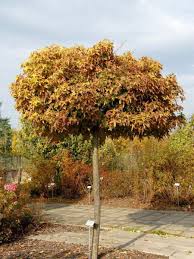 Kugel Amberbaum