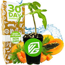 Image result for Carica