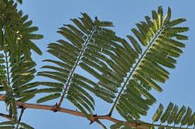 Image result for Acacia fleckii