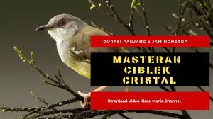 Suara ciblek kristal mp3 ✖. Masteran Ciblek Kristal Durasi Panjang Suara Masteran Burung Ciblek Kristal Mp3 Youtube