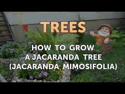 Check spelling or type a new query. How To Grow A Jacaranda Tree Jacaranda Mimosifolia Youtube