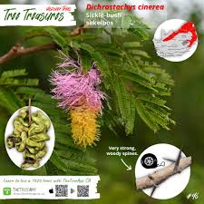 Image result for Cissus cornifolia