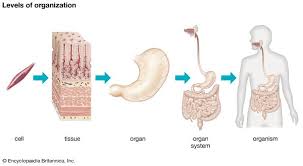 Human Body Organs Systems Structure Diagram Facts Human Body Bones Human Body Systems Human Body Organs