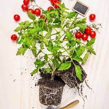 Place the plant in its new planting hole so that it is sitting at the same depth as it was in the prior planting location. The Root System Of A Tomato Plant Everything You Need To Know