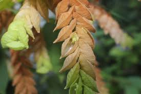 Image result for Flemingia strobilifera