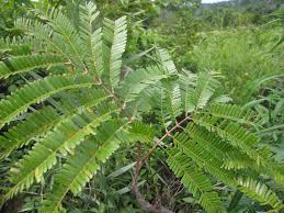 Image result for Parkia