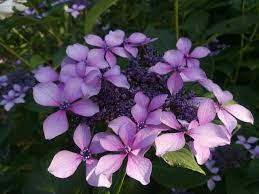 1 more photos view gallery. Hydrangea Macrophylla Claudie