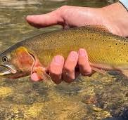 Utah Cutthroat Slam | Identifying Cutthroat Trout