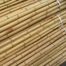 Bamboo sock bundles bamboo sock bundles. Buy Bamboo Stick Online In Dubai On Gardensouq Com Uae Free Deliveries Online Plant Shop In Uae Garden Center In Uae Dubai Nursery Indoor Plants Flowers Pots Outdoor
