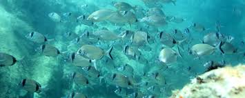 Près des falaises volcaniques uniques du cap d'agde, dans un site au label européen natura 2000 et dans seulement quelques mètres d'eau, glissez vous dans la peau d'un poisson …, plongez le long des cinq bouées stations, admirez, palmez avec vos le sentier sous marin. Plongee Sous Marine En Occitanie Tourisme En Occitanie