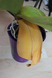 Warum die blätter der orchidee gelb wurden. Orchideen Haben Gelbe Blatter Was Tun