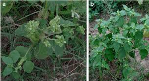 Image result for Sclerocarpus africanus