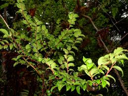 Image result for Vaccinium stanleyi