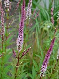 Hardiness zone 3a, 3b, 4a, 4b, 5a, 5b, 6a, 6b, 7a, 7b. Veronicastrum Virginicum Erika Veronicastrum Virginicum Le Jardin Du Pic Vert