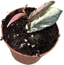 Image result for Fuirena sagittata