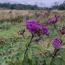 Vernonia gigantea – Meadow City