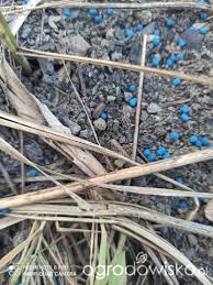 Stonoga murowa jest skorupiakiem z rodziny oniscidae. Prosionek Szorstki Albo Stonoga Murowa Jak Zwalczyc Forum Ogrodnicze Ogrodowisko