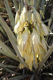 In numerology, the cactus falls under the lucky number 4. Cacti Desert Succulents Tonto National Monument U S National Park Service