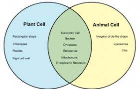 Another structural difference between in plant cells is the presence of a rigid cell wall surrounding the cell membrane. Difference Between Animal Cell And Plant Cell Diff Wiki