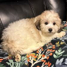 Shevonnie is a 2 year old Shih Tzu/ Pekingese mix (with DNA test) who is  looking for a foster or adopter starting 9/28!! She is perfection!! 14 lbs,  good with dogs kids