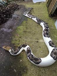 Prim4l Beautiful Snakes Pet Snake Animals Beautiful