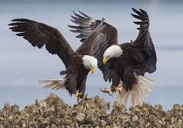 Two Adult Bald Eagles Fishing For Sculpin In The Oyster Beds Avec Images Pygargue A Tete Blanche Aigle Epervier