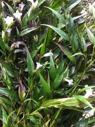 Image result for Strobilanthes anisophylla