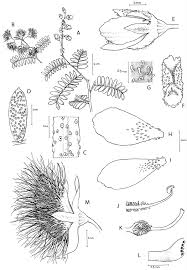 Image result for Caesalpinia glandulosopedicellata