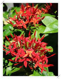 仙丹花v s洋仙丹 一個人與花草的生活 隨意窩xuite日誌 flower garden plants flowers