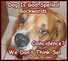 It S Not A Coincidence At All Coincidences Funny Quotes Crazy Dog