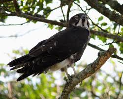 Look through examples of burung helang merah translation in sentences, listen to pronunciation and learn grammar. Helang Malam Wikipedia Bahasa Melayu Ensiklopedia Bebas