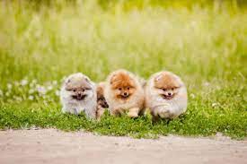 Teacup pomeranians make wonderful companions for those who live in cities and may not have access to a spacious backyard. Teacup Pomeranian 15 Things You Need To Know About