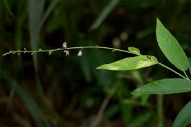 Image result for Pleurolobus gangeticus