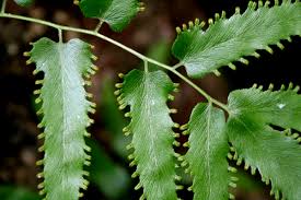 Image result for Lygodiaceae