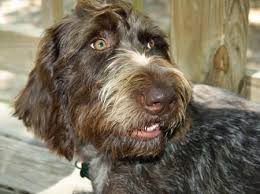Bella The German Wirehaired Pointer German Wirehaired Pointer German Shorthaired Pointer Puppy Dog Eyes