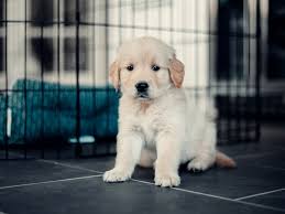 View our up and coming golden retriever puppies to find the perfect already trained puppy to join your family. Sad Puppy Pictures Download Free Images On Unsplash