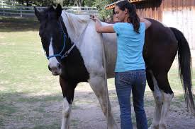 The diagram shows where each chakra is located. Iet Eq Osteo 4 Advanced Equine Osteopathic Techniques 4 Tom Mayes Integrated Equine Therapies
