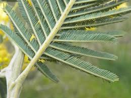 Image result for Acacia dealbata