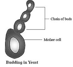 Maybe you would like to learn more about one of these? Notes Part 1 Class 12th Biology Chapter 1 Reproduction In Lower Higher Plants Maharashtra Board