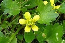 Image result for Pycreus muricatus