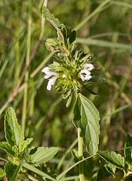 Image result for Acrotome inflata