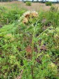 Image result for Sericorema remotiflora