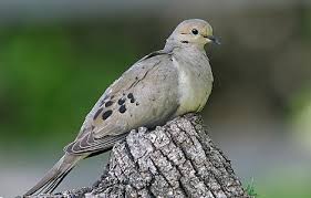 Backyard Birds Of Southern Illinois Two Mourning Doves Visited Our Roof At Dawn On Saturday Morning I Researched The Symbolism Amazing Mourning Dove Backyard Birds Dove Bird