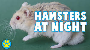 Neither type of hamster is as demanding of attention as a What My Hamsters Do At Night Youtube