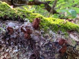 Image result for Stemonitis splendens